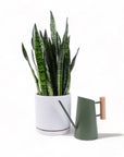 Large Gemstone Potted Snake Plant - Green Fresh Florals + Plants
