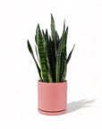 Large Gemstone Potted Snake Plant - Green Fresh Florals + Plants