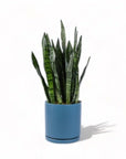 Large Gemstone Potted Snake Plant - Green Fresh Florals + Plants