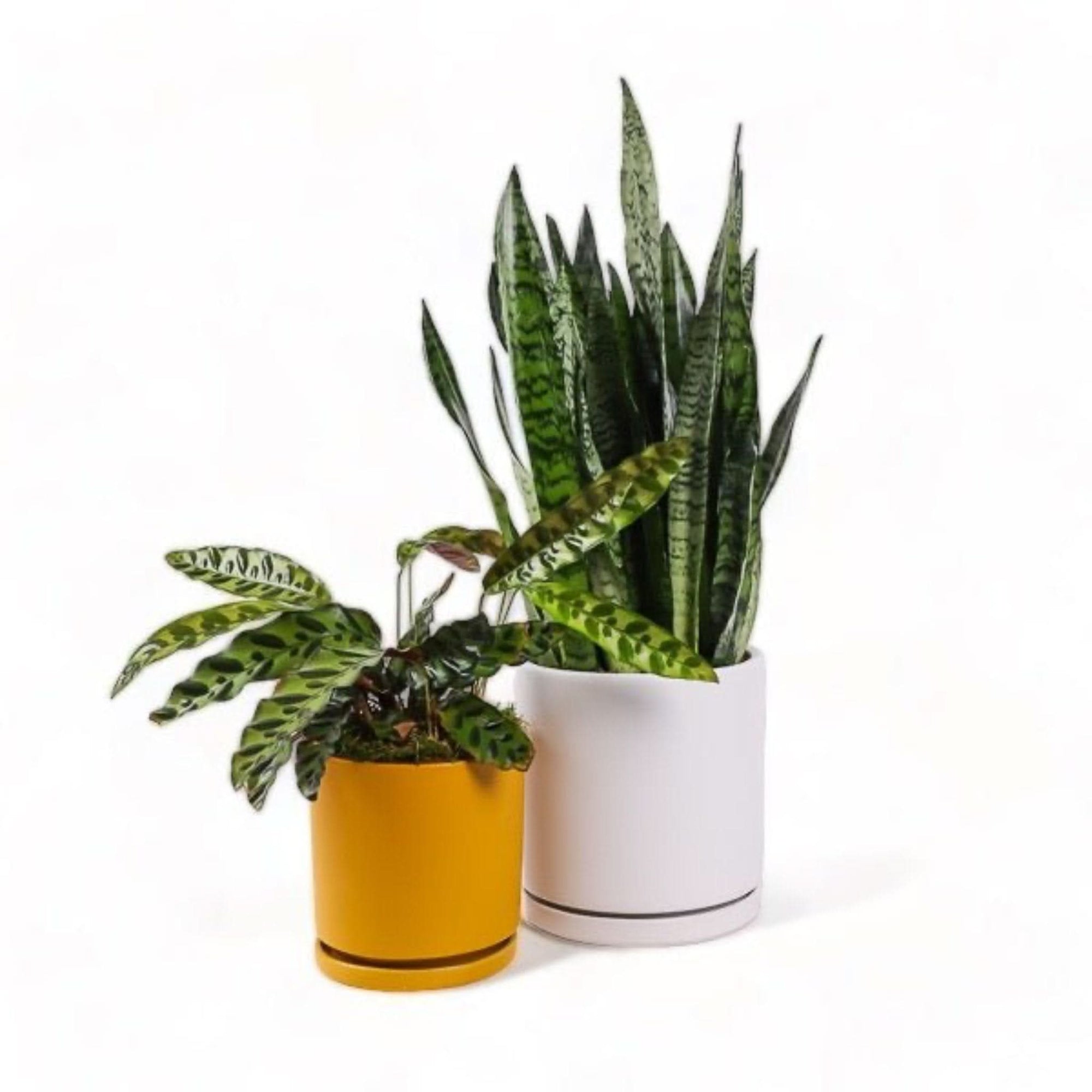 Large Gemstone Potted Snake Plant - Green Fresh Florals + Plants