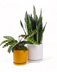 Large Gemstone Potted Snake Plant - Green Fresh Florals + Plants