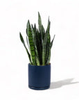 Large Gemstone Potted Snake Plant - Green Fresh Florals + Plants