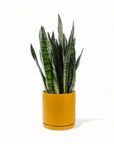 Large Gemstone Potted Snake Plant - Green Fresh Florals + Plants