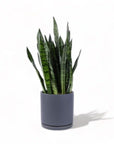 Large Gemstone Potted Snake Plant - Green Fresh Florals + Plants