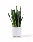 Large Gemstone Potted Snake Plant - Green Fresh Florals + Plants