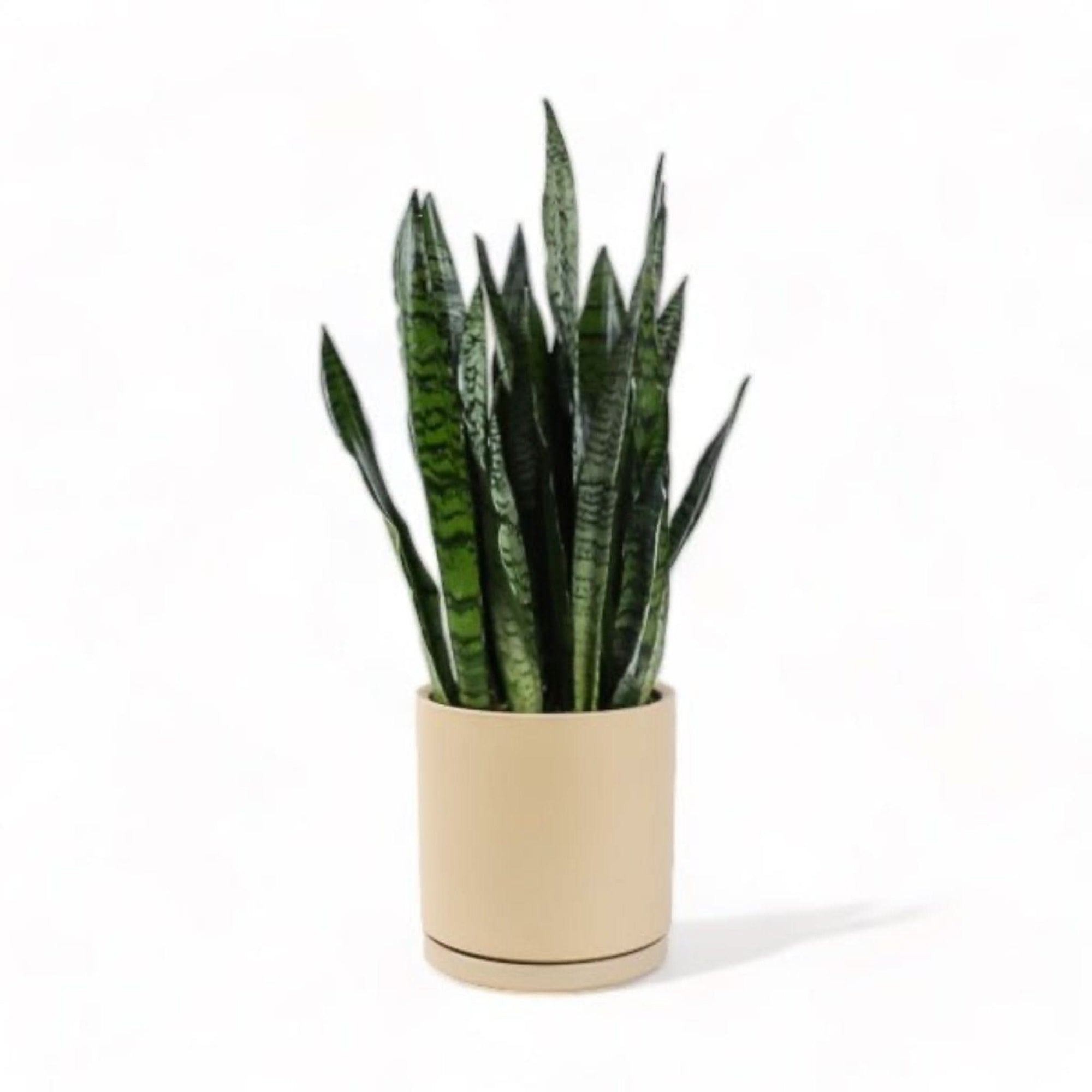 Large Gemstone Potted Snake Plant - Green Fresh Florals + Plants