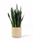 Large Gemstone Potted Snake Plant - Green Fresh Florals + Plants