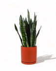 Large Gemstone Potted Snake Plant - Green Fresh Florals + Plants
