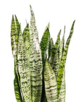 Large Gemstone Potted Snake Plant - Green Fresh Florals + Plants