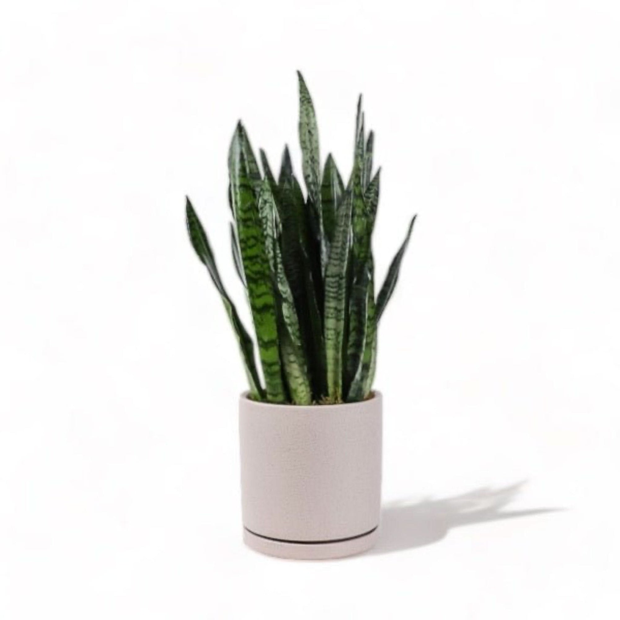 Large Gemstone Potted Snake Plant - Green Fresh Florals + Plants