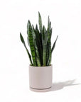 Large Gemstone Potted Snake Plant - Green Fresh Florals + Plants