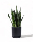 Large Gemstone Potted Snake Plant - Green Fresh Florals + Plants