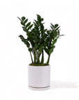 Large Gemstone Potted ZZ Plant - Green Fresh Florals + Plants