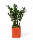Large Gemstone Potted ZZ Plant - Green Fresh Florals + Plants