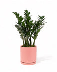 Large Gemstone Potted ZZ Plant - Green Fresh Florals + Plants