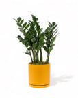Large Gemstone Potted ZZ Plant - Green Fresh Florals + Plants
