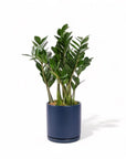 Large Gemstone Potted ZZ Plant - Green Fresh Florals + Plants