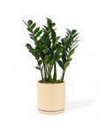 Large Gemstone Potted ZZ Plant - Green Fresh Florals + Plants