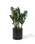 Large Gemstone Potted ZZ Plant - Green Fresh Florals + Plants