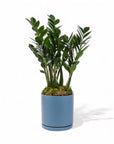 Large Gemstone Potted ZZ Plant - Green Fresh Florals + Plants