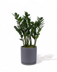 Large Gemstone Potted ZZ Plant - Green Fresh Florals + Plants