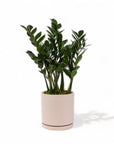 Large Gemstone Potted ZZ Plant - Green Fresh Florals + Plants