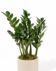 Large Gemstone Potted ZZ Plant - Green Fresh Florals + Plants