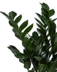 Large Gemstone Potted ZZ Plant - Green Fresh Florals + Plants