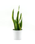 Laurentii Sansevieria Snake Plant - Green Fresh Florals + Plants
