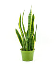 Laurentii Sansevieria Snake Plant - Green Fresh Florals + Plants