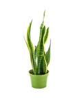 Laurentii Sansevieria Snake Plant - Green Fresh Florals + Plants