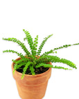 Lemon Button Fern - Green Fresh Florals + Plants