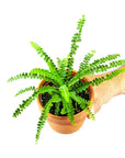 Lemon Button Fern - Green Fresh Florals + Plants