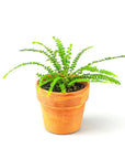 Lemon Button Fern - Green Fresh Florals + Plants