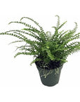 Lemon Button Fern - Green Fresh Florals + Plants