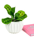Little Book of Big Plants - Green Fresh Florals + Plants