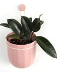 Loop Hanging Planter - Green Fresh Florals + Plants