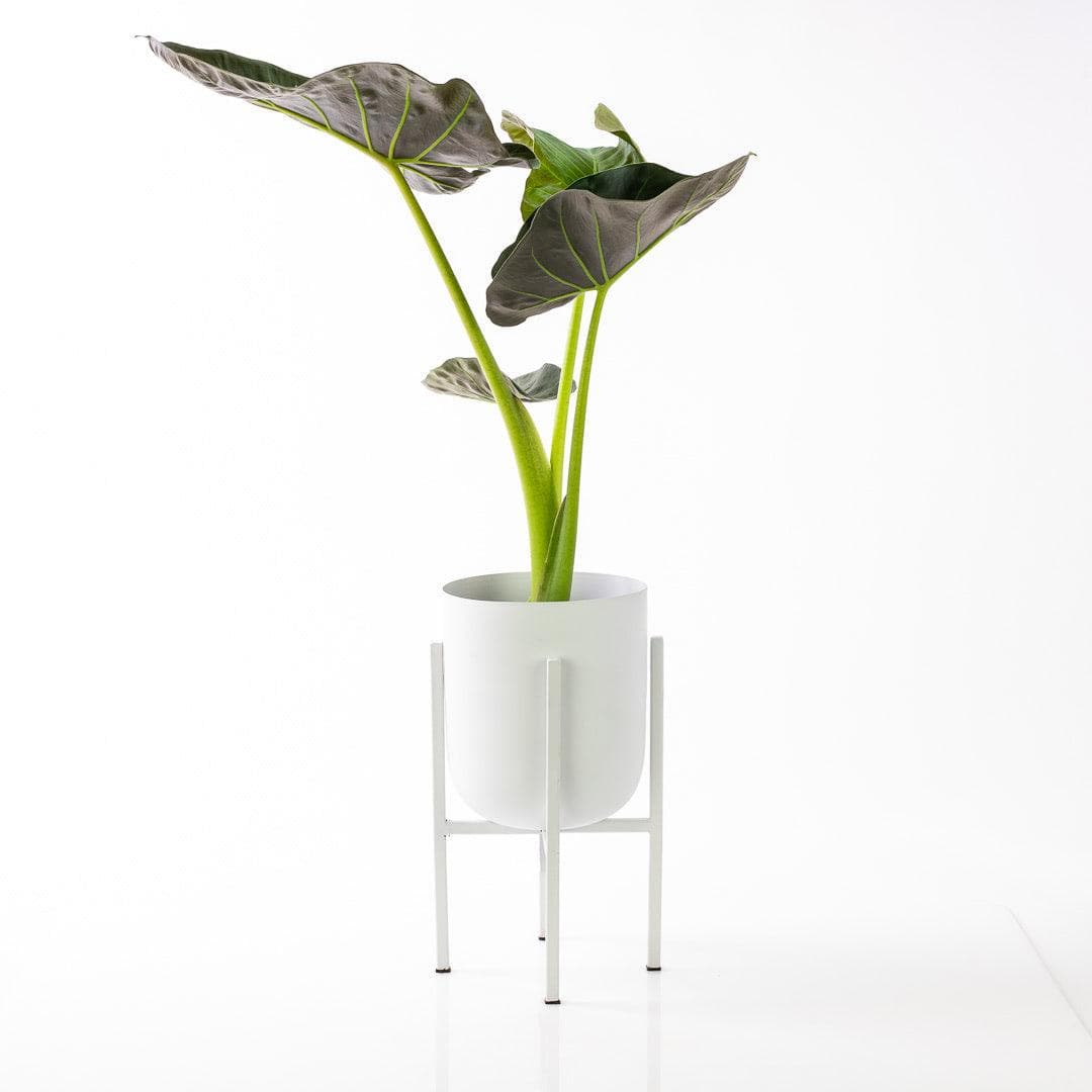 Mallow Pot + Stand - Green Fresh Florals + Plants