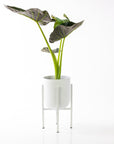 Mallow Pot + Stand - Green Fresh Florals + Plants