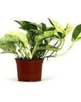 Marble Queen Pothos - Green Fresh Florals + Plants