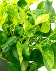 Marble Queen Pothos - Green Fresh Florals + Plants
