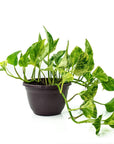 Marble Queen Pothos - Green Fresh Florals + Plants