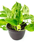 Marble Queen Pothos - Green Fresh Florals + Plants