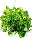 Marble Queen Pothos - Green Fresh Florals + Plants