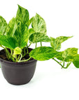 Marble Queen Pothos - Green Fresh Florals + Plants