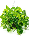 Marble Queen Pothos - Green Fresh Florals + Plants