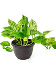 Marble Queen Pothos - Green Fresh Florals + Plants