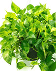 Marble Queen Pothos - Green Fresh Florals + Plants