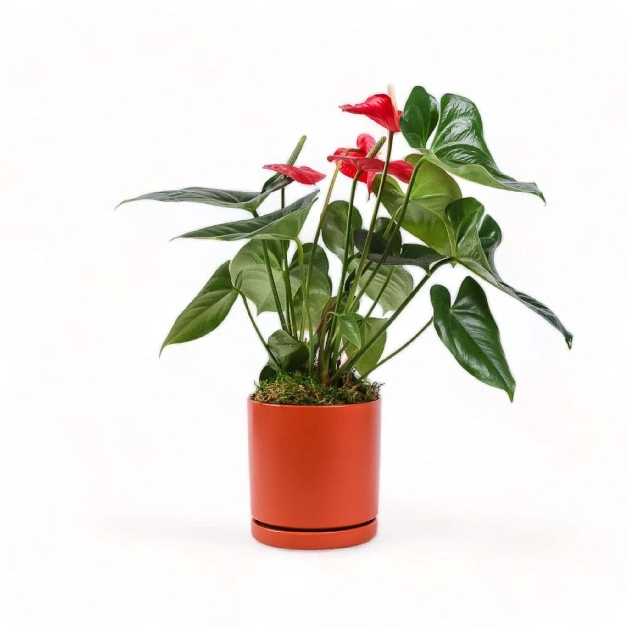 Medium Gemstone Potted Anthurium - Green Fresh Florals + Plants