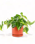 Medium Gemstone Potted Brasil Philodendron - Green Fresh Florals + Plants